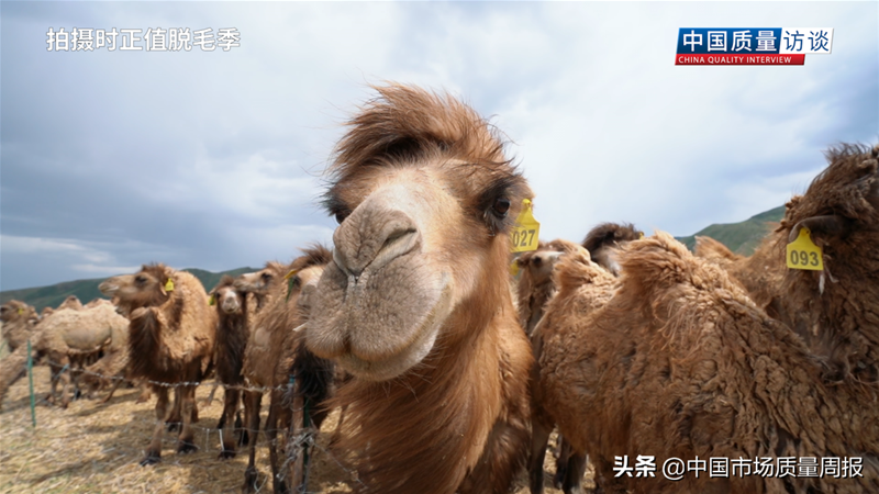 駝奶粉市場(chǎng)亂象叢生 把控質(zhì)量的根本在源頭